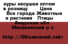 куры несушки.оптом 160 в розницу 200 › Цена ­ 200 - Все города Животные и растения » Птицы   . Амурская обл.,Мазановский р-н